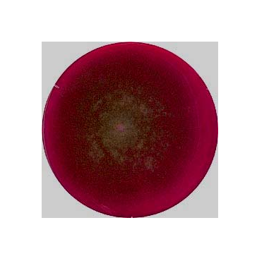 Rose Bengal Chloramphenicol(RBC) Agar